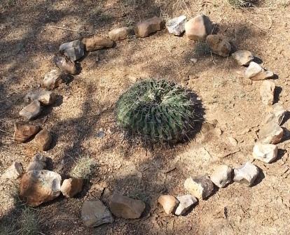 Horse Killer Cactus. At Indian Creek, Texas. http://www.orthodox.net/images/indian-river-retreat-2015-09-10-cactus.jpg