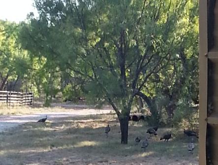 Turkeys right outside the cabin. Indian Creek, TX https://www.orthodox.net//images/indian-river-retreat-2015-09-01-turkeys.jpg