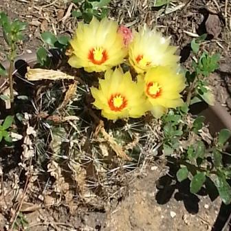 A cactus blooming in the middle of a hot summer, Aug 8, 2015. https://www.orthodox.net//photos/cactus-bloom-2015-08-08.jpg
