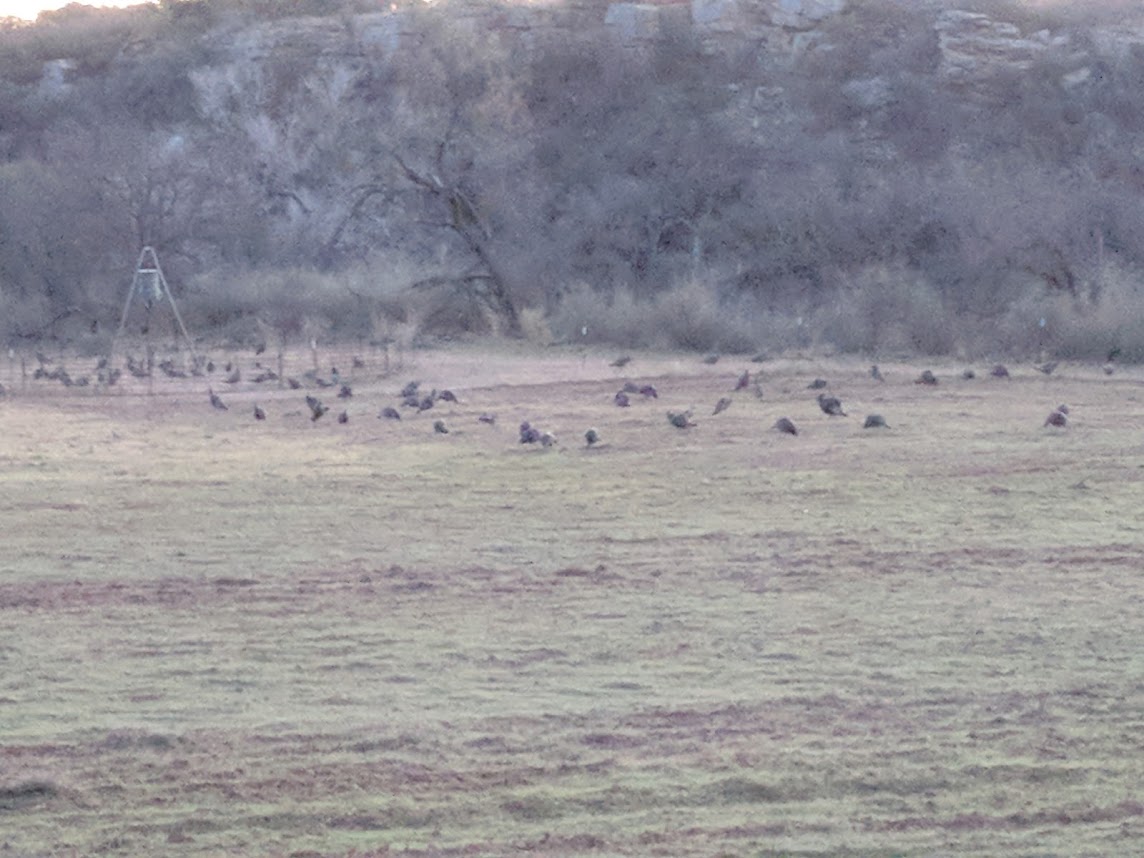 A flock of turkeys, about 45 minutes before sunrise, Indian Creek Texas.  https://www.orthodox.net//photos/indian-creek/flock-of-turkeys-before-sunrise-indian-creek-tx-2017-12-14.jpg
